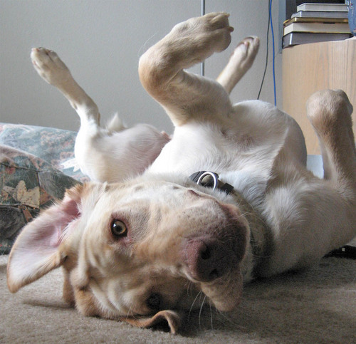 avsfan83's profile picture. A writer of sorts