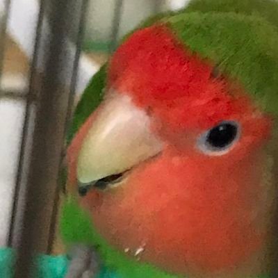 鳥や動物、豆しば三兄弟、手芸、ピアノが好きです