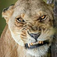 #StopHOAabuseNOW (@stophoaabusenow) 's Twitter Profile