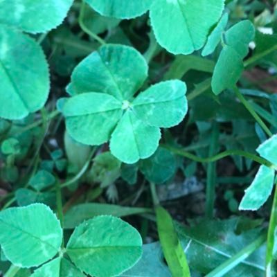 lak6886's profile picture. Play Pokémon started with Sun and Moon and Pokémon Go. Other games include Animal Crossings & pikmin bloom.