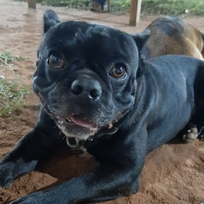 makeleleber's profile picture. vencer o morir