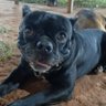 makeleleber's profile picture. vencer o morir