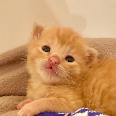 the adventures of a sweet foster kitten, how she became a foster failure 🧡and all the new fosters #MsHank