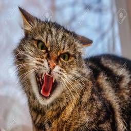 Shamefultiger's profile picture. oh no