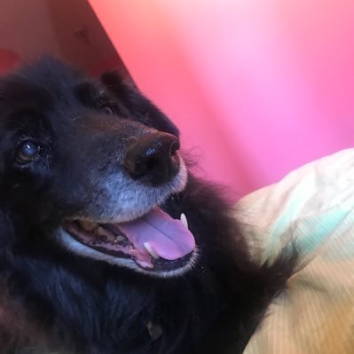 I am a border collie cross who was shot 15 years ago by a group of people calling their “sport” culling of the dogs. I was left for dead💀 .❤️ my sister Whitney