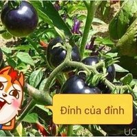 Nixie Harbinson ❤️ Memecoin (@harbinsonnixie) 's Twitter Profile