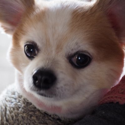 ヨホさんのプロフィール画像