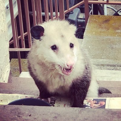 ex-Librarian. bon vivant. cats, maps, baseball, beer, Chicago hotdogs & possums. not a fan of pants or broccoli. @iSchoolSU grad. mime is money. Ex-@Smiff