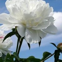 Soyala Ady ❤️ Memecoin (@soyalaa) 's Twitter Profile