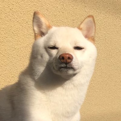 矢作紗友里 なぜ犬は股の間で寝たがるのだろう お犬様 柴犬 矢作紗友里 なぜ犬は股の間で寝たがるのだろう お犬様 柴犬