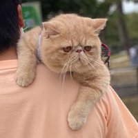 🟠てんぷら🟠 (@feiichi0119) 's Twitter Profile