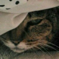 この街に恋をした (@etuko0718) 's Twitter Profile Photo