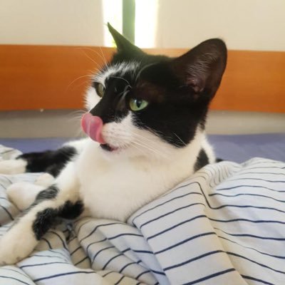 077MicMic's profile picture. דור שמיני בארץ ישראל. יהודיה לא מתנצלת.