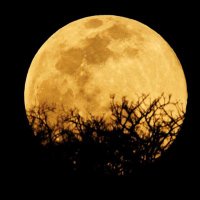 Lunar Garden (@lunar_garden) 's Twitter Profile