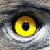 EagleEye (@eagleeye4all) Twitter profile photo