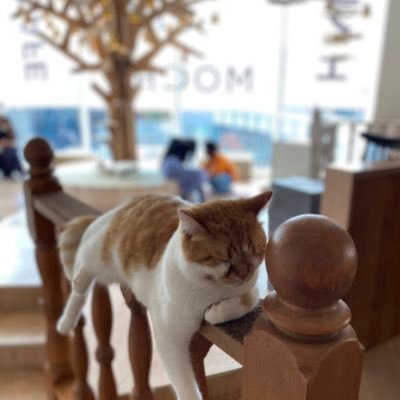 taashihou2021's profile picture. 弁護士・公認会計士(未登録)🏂🏌️‍♂️⛹️‍♂️️🤿️🏄‍♂️🧖‍♂️🎸️🀄️✈️🍶🥃