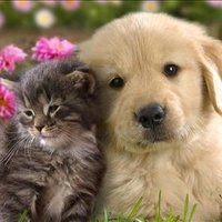 Wolf Moshe ❤️ Memecoin (@wolfmoshe4) Twitter profile photo