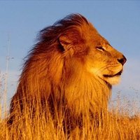 Marrock Axley ❤️ Memecoin (@axleymarrock) 's Twitter Profile
