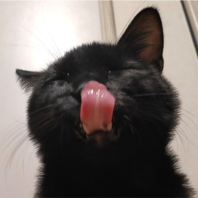 Nelson 本日のクロちゃん 猫好きさんと繋がりたい 猫のいる暮らし 猫をtlに流しちゃおう 猫がいる幸せ 猫写真 保護猫 Catsoftwitter ねこ 猫 ネコ ネコ部 黒猫
