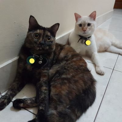 windywinr's profile picture. blue