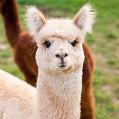 DabbenderPanda's profile picture. 