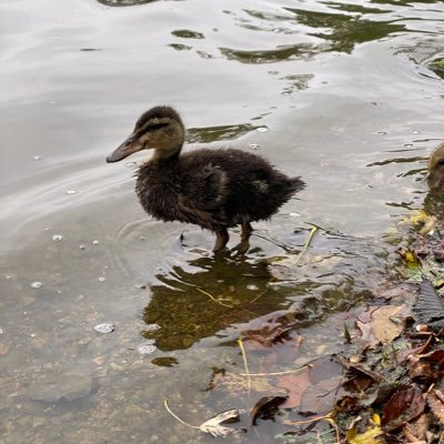 family man, strawbale/indoor gardener, white sox fan from Chicago, reseller, and bass kayak fisherman