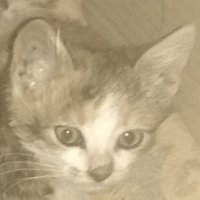 Odisei (@odiseilol) 's Twitter Profile