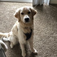 eggchaser (@hobbitslayer69) 's Twitter Profile