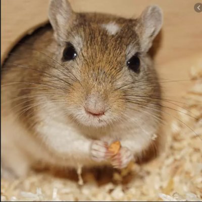 Shares proper gerbil care. Feel free to correct me if I'm wrong (in a nice manner please!)  :) (This is the gerbil care according to U.S.)