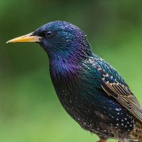 The Gates Primary - Starlings Class Page (@gatesstarlings) 's Twitter Profile