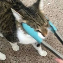 _Iavish's profile picture. 