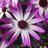 pocket_gardens's profile image