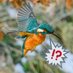 Naturens Stemmer (@naturensstemme) Twitter profile photo Naturens Stemmer (@naturensstemme) Twitter profile photo
