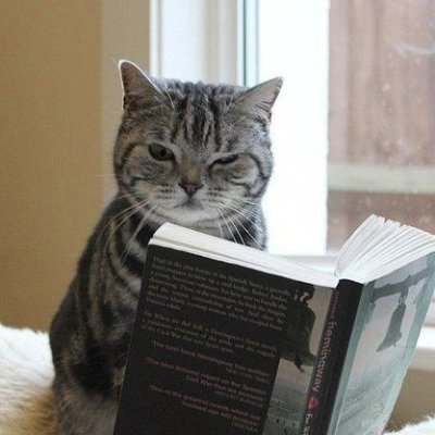 Cat Reading Books