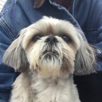 Shirley (@shirley32833110) 's Twitter Profile