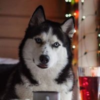 Furia 😈 (@fu_ri_ya) 's Twitter Profile Photo