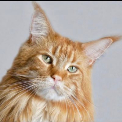 golden_cat_qtr Profile Picture