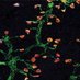 Sumner Lab (@sumnerlab) Twitter profile photo Sumner Lab (@sumnerlab) Twitter profile photo