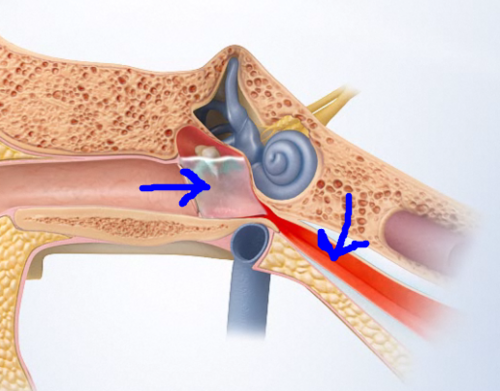 Account Exec:  Eyemaginations, Software for patient-education & marketing.  3D Animations of Ear, Nose, Throat.  Educate Patients, Save Time, Drive Revenue.