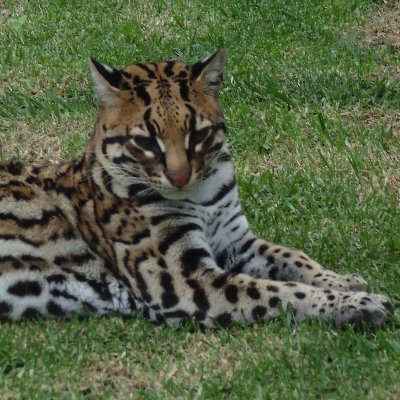 Profesor Asociado Investigador-Manejo y Conservación Fauna Silvestre- Coordinador Maestría en Restauración Ecológica. Universidad Javeriana Bogotá.