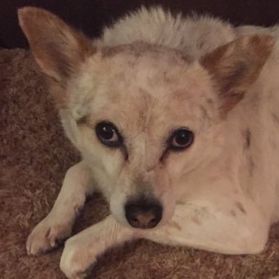 likes dogs, music, long walks on the beach. dislikes racists. against pronouns entirely, but she/her