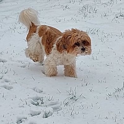 Jane12845901's profile picture. Love reading books and more books . gardening, walking with my dog oh and chocolate 🍫