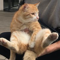 にむ|SIer→ITコンサル (@nimu_normalse) 's Twitter Profile