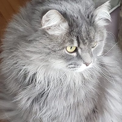 Z313Zoro's profile picture. There is no spoon