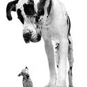 Diana Harvey-Lloyd - @diharveylloyd - Twitter