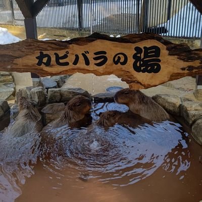 bjリーグ参入初年度からグラウジーズを応援し続けています! 今年もできる限り会場へ足を運びたいです🏀
スキマスイッチ・ヒゲダン(。・ω・。)ノ♡