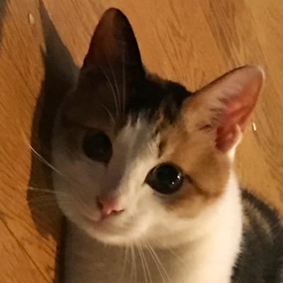 2024渡航先 ウズベキスタン ベトナム2024 2023 2022済 英検準1級 教育情報化コーディネーター3級 世界遺産検定1級 情報セキュリティマネジメント⭐️ネコ