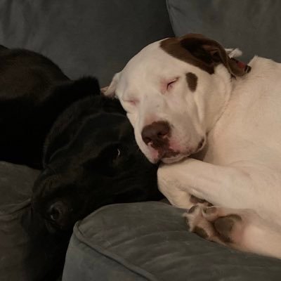 Steelervet7's profile picture. I like spaghetti