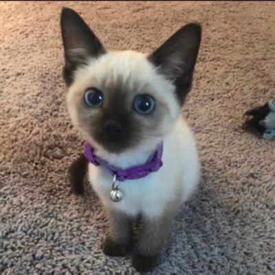 hate_beans's profile picture. I’m a lover! But don’t confuse gentleness for stupidity, I am also a fighter. :)  I hope you are well!