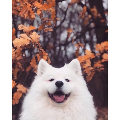 LectureRoomm's profile picture. 